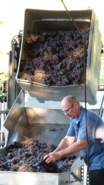 man sorting grapes