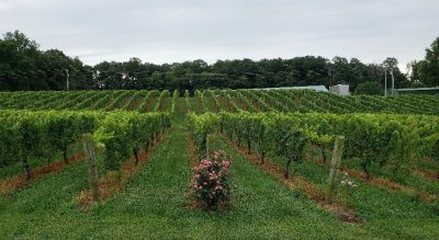 Shelton vineyard
