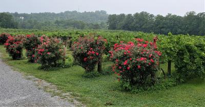 St. Paul Mountain Vineyards