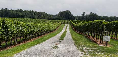 rows of grape vines