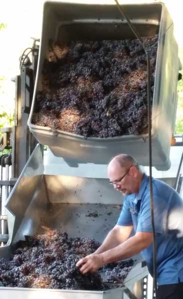 Man sorting grapes